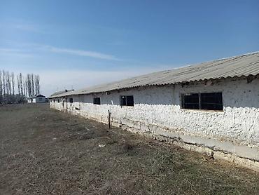 ысык куле: Кой короо, 6000 соток, Иштебеген, Жарым-жартылай жабдуулары менен, Скважина — 7