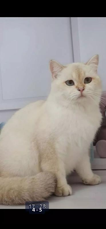 ищу котят: Британская короткошёрстная, 2 года, Мальчик, Белый — 1