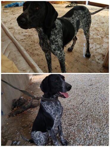 домик для большой собаки: 1 il, Dişi, Peyvəndli, Ünvandan götürmə lalafo.az -da домик для большой собаки: 1 il, Dişi, Peyvəndli, Ünvandan götürmə