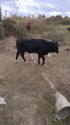 Inəklər, öküzlər: Dana, buzov, Erkək, ay: 6, 90 kq