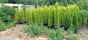 velosibet sekilleri: Thuja və dekorativ kollar – qablarda - Növlər: şam ağacı tipli — 1