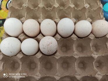 кара балта животные: Продаю индюшиные яитца в Кара Балта шт .спешите большые. бодрые яитца
