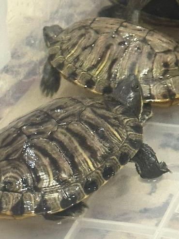 Другие с/х животные: Красноухие черепахи разные размеры - В наличии несколько особей, на — 6