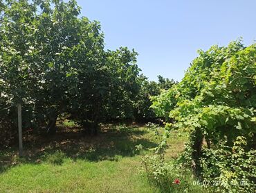 Bağ evlərinin satışı: Nabranda çox qözel menzerede hem denize yaxın hemde meşenin kenarında — 4