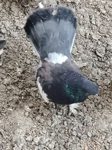 Göyərçinlər: Məhsul: Qüvərcinlər (dekorativ və uçuş növləri) Təsvir: - Rənglər — 1