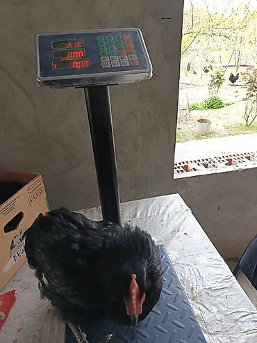 qarğa balası satılır: Salam. Temiz qan damazliq avstrolorp beceleri satilir. Mende olan sort — 5