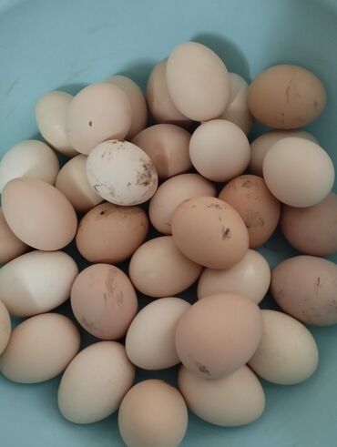 кури: Домашние яйца свежие куры несут