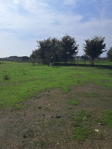 Torpaq sahələrinin satışı: Kənd təsərrüfatı -da lalafo.az — 11 Torpaq sahələrinin satışı: Kənd təsərrüfatı — 11