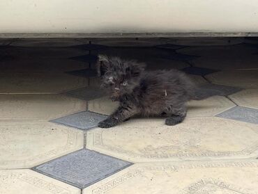 кот британский: К нам уличная кошка подкинула котенка мы его только сегодня увидели