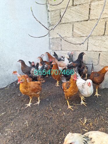 Сельхоз птицы: Курица, Для разведения, Самовывоз, Платная доставка