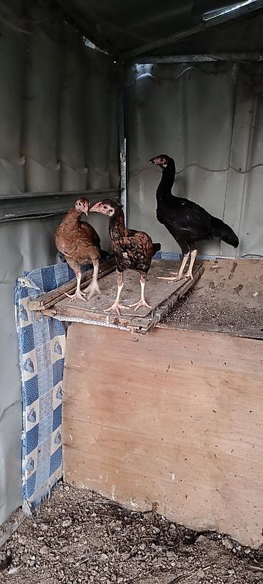 danişan quş: Qiymət 3 nə ayitdi .Tecili satilir .2 si das pipik tam saglam temiz — 3