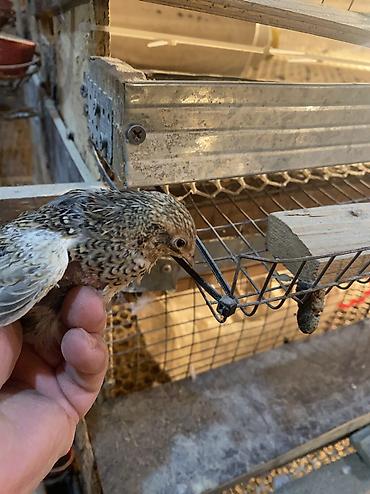 Другие с/х животные: Китайские расписные перепелки - Породы/окрасы: смешанные – тёмные — 12