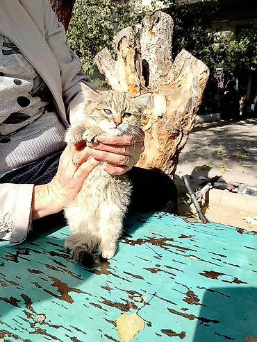 шотландская кошка бишкек: Котёнок, - Пол: девочка,маленький котёнок, 1–2 месяца - Окрас — 1