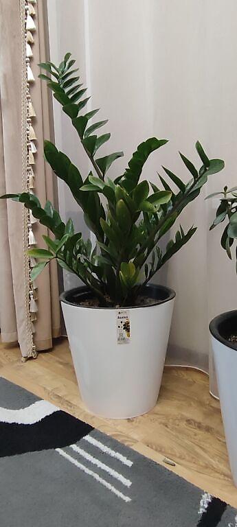 Замиокулькас (Долларовое дерево): Замиокулькас (Zamioculcas zamiifolia) в декоративном пластиковом — 8