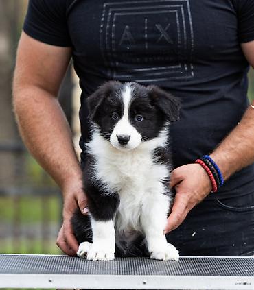 lepi psi: Na prodaju 9 šteneta Border Collie, iz dva različita legla. - Jedno — 10