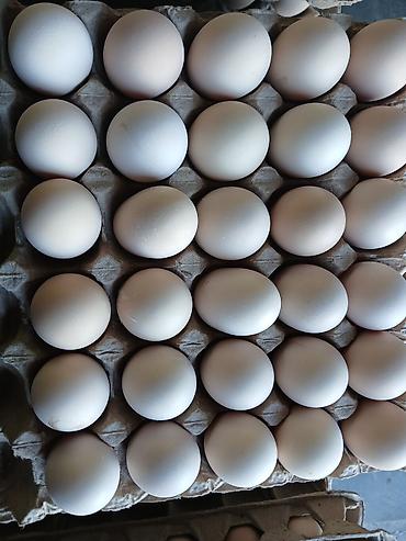 Молочные продукты: Яйца Подсолнечное масло перепелиные яйца — 3