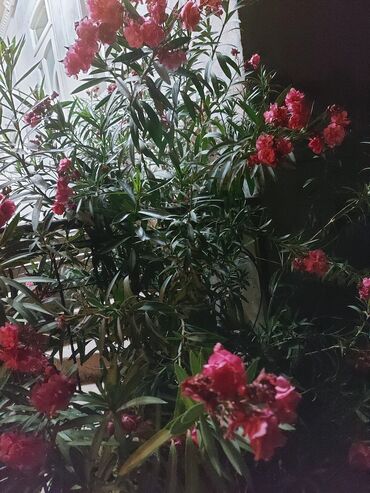 декоративный газон: Олеандр (Nerium oleander) в горшках - Пышные кусты с кожистыми узкими