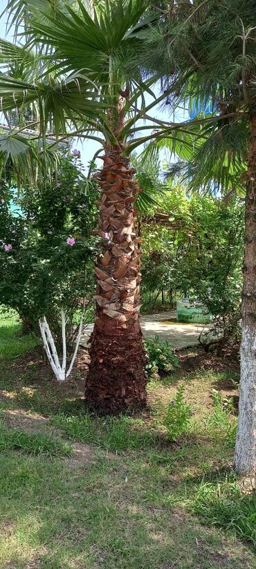 Palma: Palma vasinqton
7 ilin ağacıdır. Hündürlüyü 4-5 metr ə yaxındır