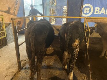 Коровы, быки: Продаю | Бык (самец) | На откорм — 1