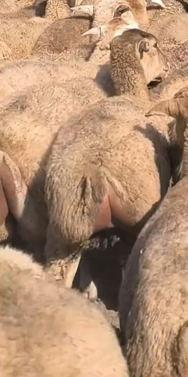simmental inək satılır: Damazdıaq Qoyumuz. Satılır. 1, 2, 3, Qarın. 100. Baş. Qiyməti
