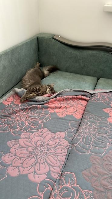 Отдам даром кошку: 1 год, Девочка, Приучена к лотку — 6