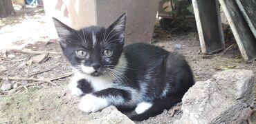 Mačke: Male mace NA POKLON! Idealna prilika za sve koji žele kućnog — 25