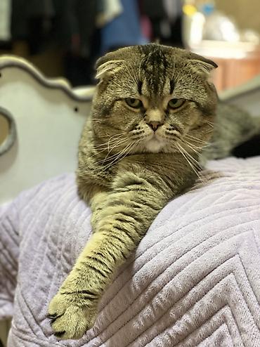 кошка шотландец: Вязка Кошка Полуторагодовалый кот породы шотландская вислоухая — 3