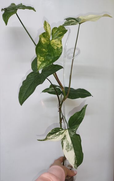 аглаонема купить семена: В продаже укоренённые сингониумы в активном росте: панда гелакси