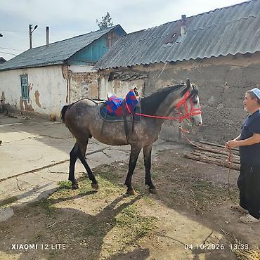 А/ч жаныбарларын сатам: Сатам | Байтал | Аргын | Көбөйтүү үчүн | Асыл тукумдуу — 8