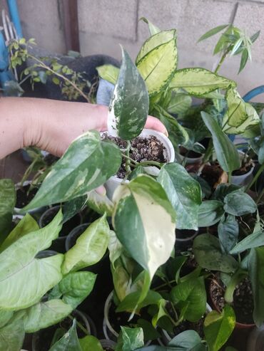 Другие комнатные растения: Продаются комнатные цветы. Токмок — 4