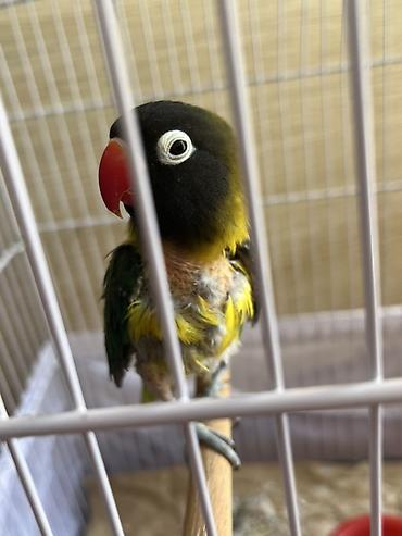 Növ: Sevgiliquşu (Agapornis) Rəng çalarları: qara baş, ağ göz halqası lalafo.az -da Növ: Sevgiliquşu (Agapornis) Rəng çalarları: qara baş, ağ göz halqası