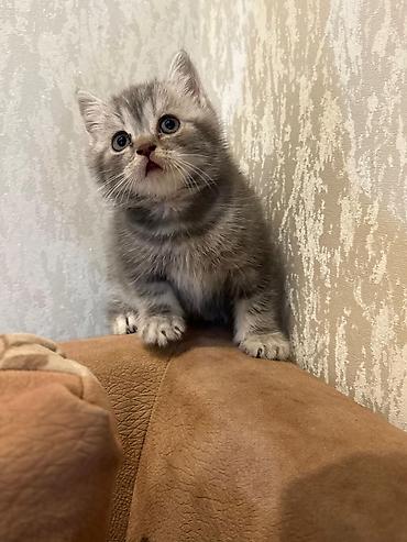 Pişiklər: Britan — 1