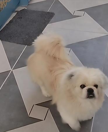 İtlər: Pekines, 1 il, Erkek, Cütləşmə üçün — 7