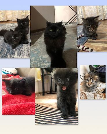 кошки джалал абад: Продаю котят, по 500 сом метисы мама Мейн-Кун. Чистые, к лотку — 1