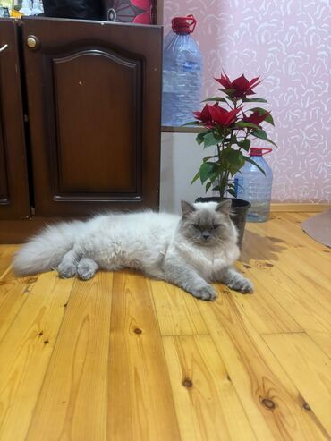 Pişiklər: Şotland uzun tüklü, Erkək, Cütləşmə üçün, Ünvandan götürmə — 8