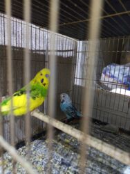 клетка для хомяков: Cüt çexx satılır erkey çedən dönmə dişi çexdi 2 dəfə bala alınıb