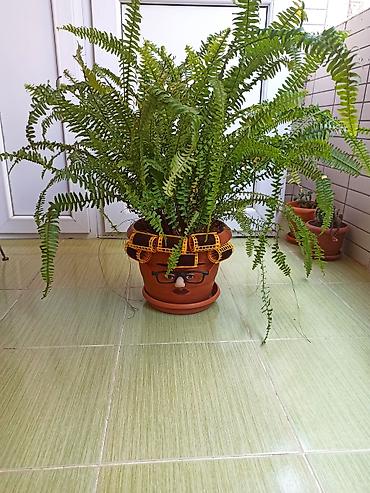ciledagi bitkisi: Dekorativ qızılbağ ferni (Nephrolepis exaltata) – bənzərsiz dizaynlı — 3