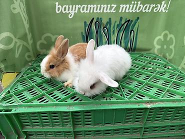 dovşan balaları: Minidovşan balaları – müxtəlif rəng və növlər - Sevimli dekorativ — 7