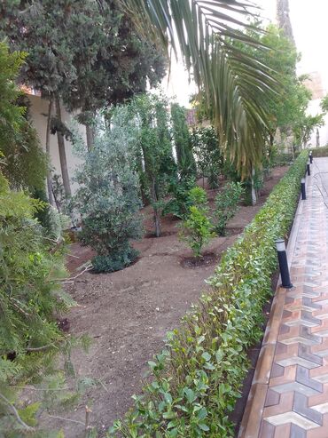 Bağbanlar: Salam bağ evlərində, Abyektlərdə parklarda bağban xidməti görülür — 18