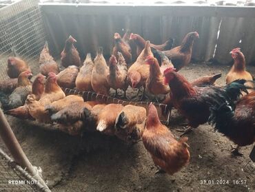 Птицы: Продаю!!! инкубационное яйцо (ТОДЖОНЫ)мясояичная порода цена 70 сом за