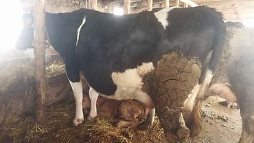 Коровы, быки: Продаю | Корова (самка) | Полукровка | Для молока | Стельные — 6