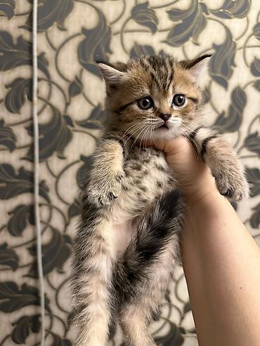 Pişiklər: Tabbi — 8