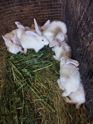 клетка для кролика: Продаю | Кролик самец, Крольчата | Фландр