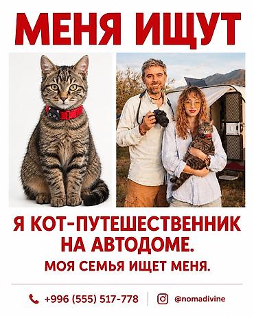 Бишкек! Нашедший получит вознаграждение. У нас пропал кот. Мы его