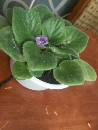 Otaq bitkiləri: 40 ədəd bənövşə şəkildə olduğu kimi satılır — 4