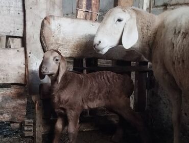 Бараны, овцы: Продаю | Баран (самец) | Арашан | Для разведения | Племенные — 17