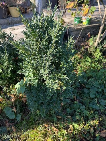 Şitillər: Şimşir tingləri satıram. Onlar dekorativ haşiyələr, hedcinqlər və — 3