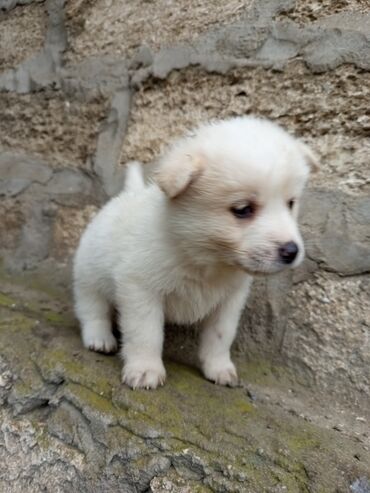 İtlər: Akita-inu, 2 ay, Erkek, Ünvandan götürmə