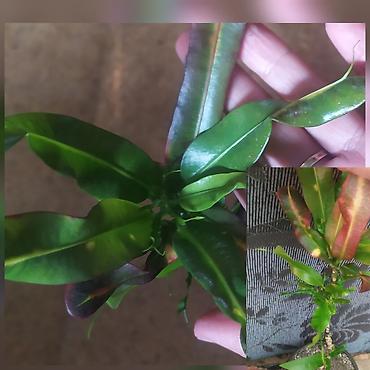 Другие комнатные растения: Продаю цветы — 5