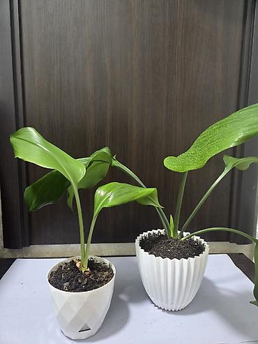 Декабристы: Декабристы (Schlumbergera) в горшках. - Окраска цветков: белая (на — 29